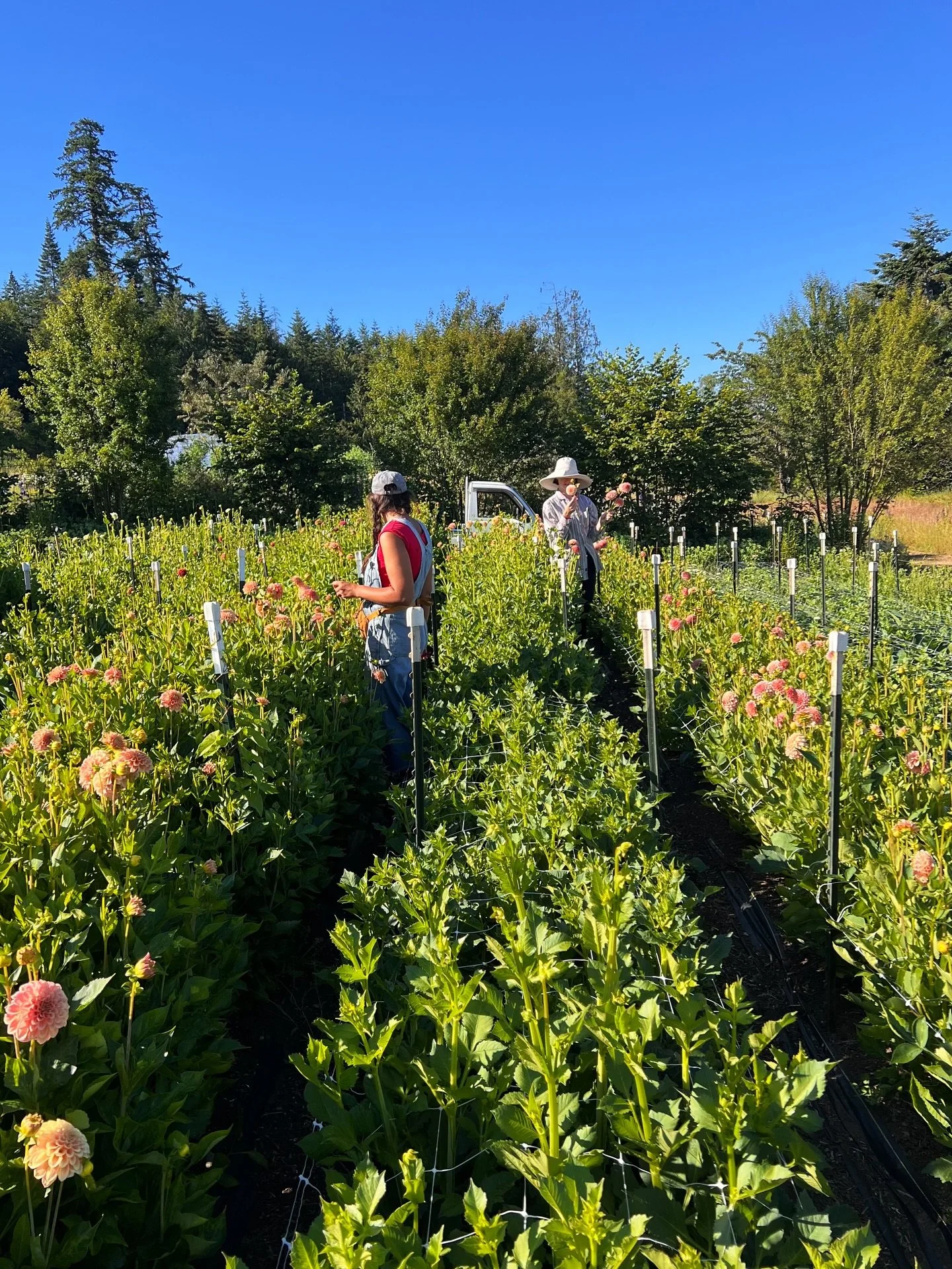 Dahlia days and heat waves #flowerfarming @spacetwinsprovisions