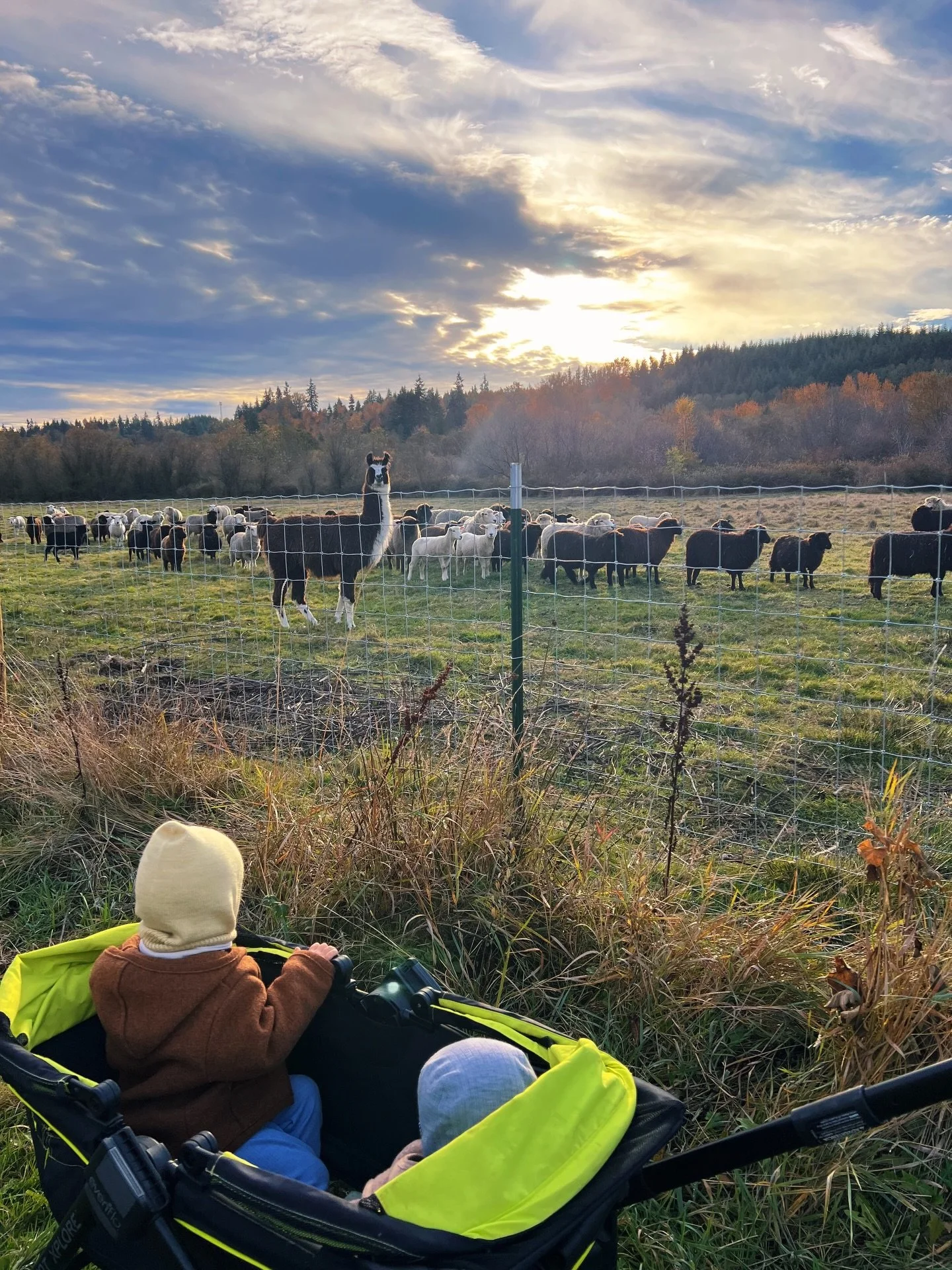 From balaclavas + mittens to sun hats + warm temps ✨A little fam getaway was much needed, but we&rsquo;re headed back tomorrow to reunite with the flock 🐑🌾

We have about 8 lamb shares available for January (and that&rsquo;s it until next fall). Hu