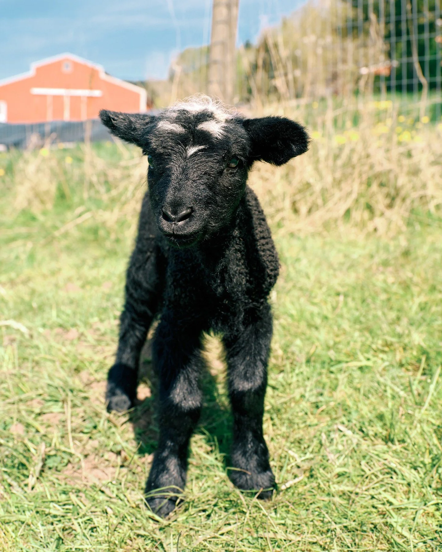 We sheared earlier than usual this year (the last week of January) as we prepare for an early lambing season.

Getting ready for lots of March babies 🤍

Winter work on the farm isn&rsquo;t always pretty, but it&rsquo;s how we care for the season ahe