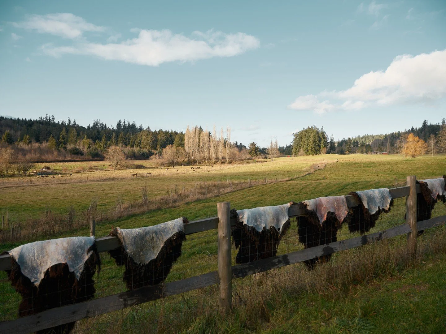 Doing what we can to honor these animals lives in every way.

We&rsquo;ll be getting a large batch of these back as finished sheepskin rugs in just a few days (15!)- each one from our flock, processed with care by the folks at @traditionaltanners. A 