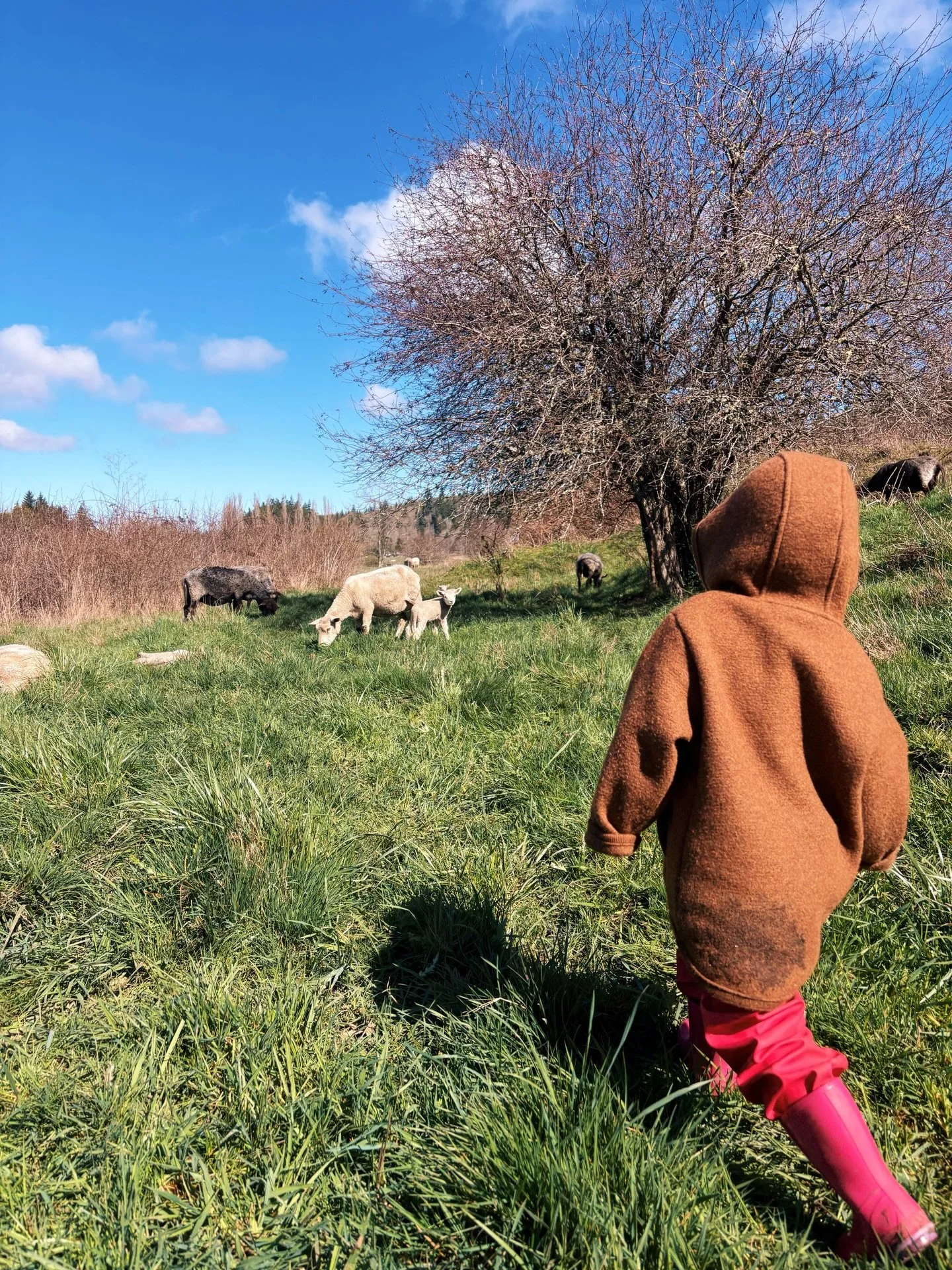 The time of year when the &lsquo;things to do&rsquo; list starts to grow as fast as the grass in the pasture. Niall takes Meadow and Clive out in the wagon every evening and they help him move the sheep back up from the valley bottom and collect eggs