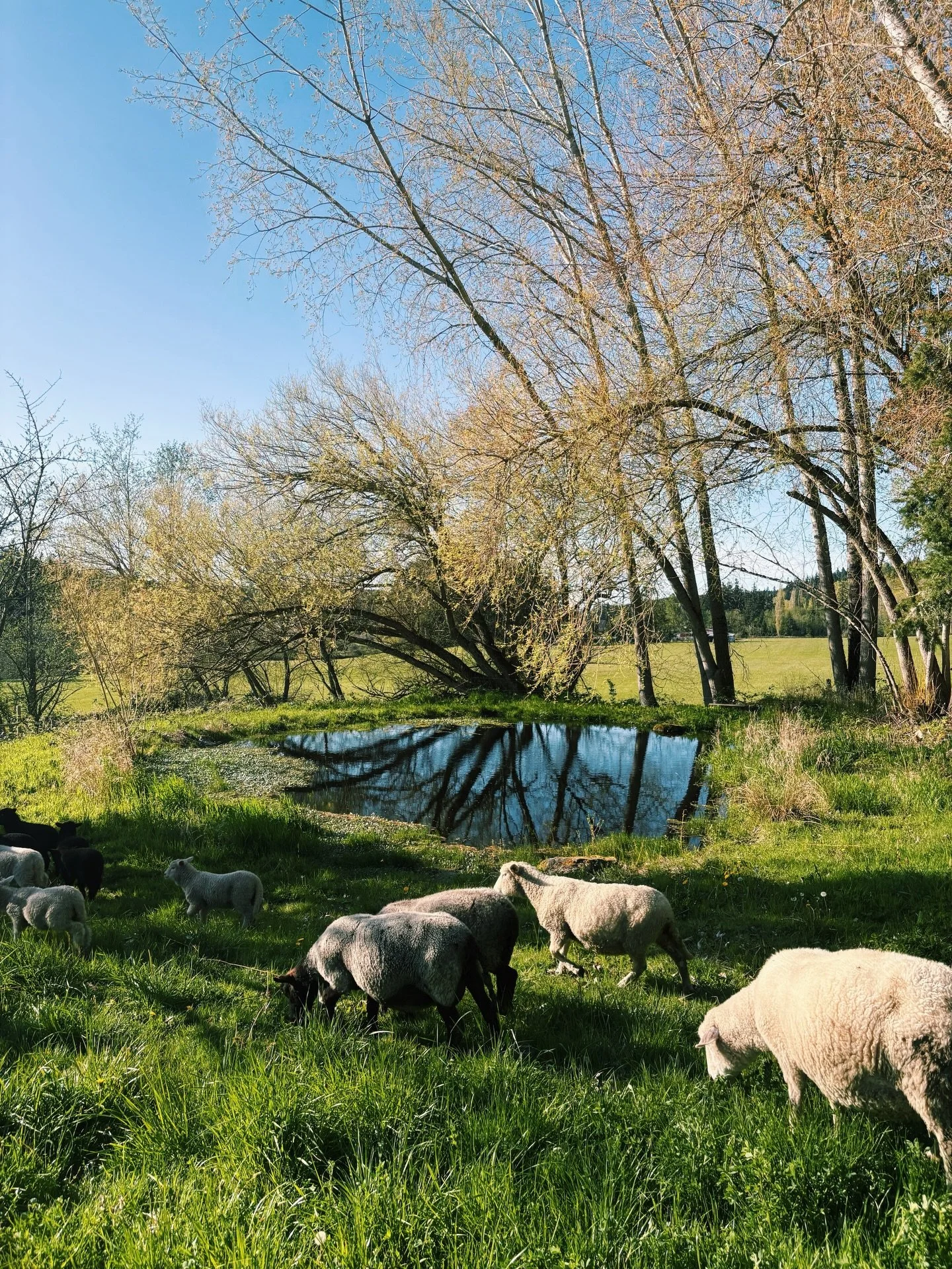 another day, another rotation 🐑🌱