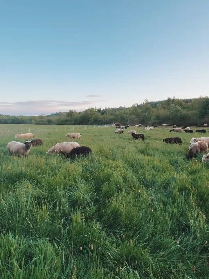Sheep grazing at our farm after a trip to Scotland (where we went to see more sheep) 🤍