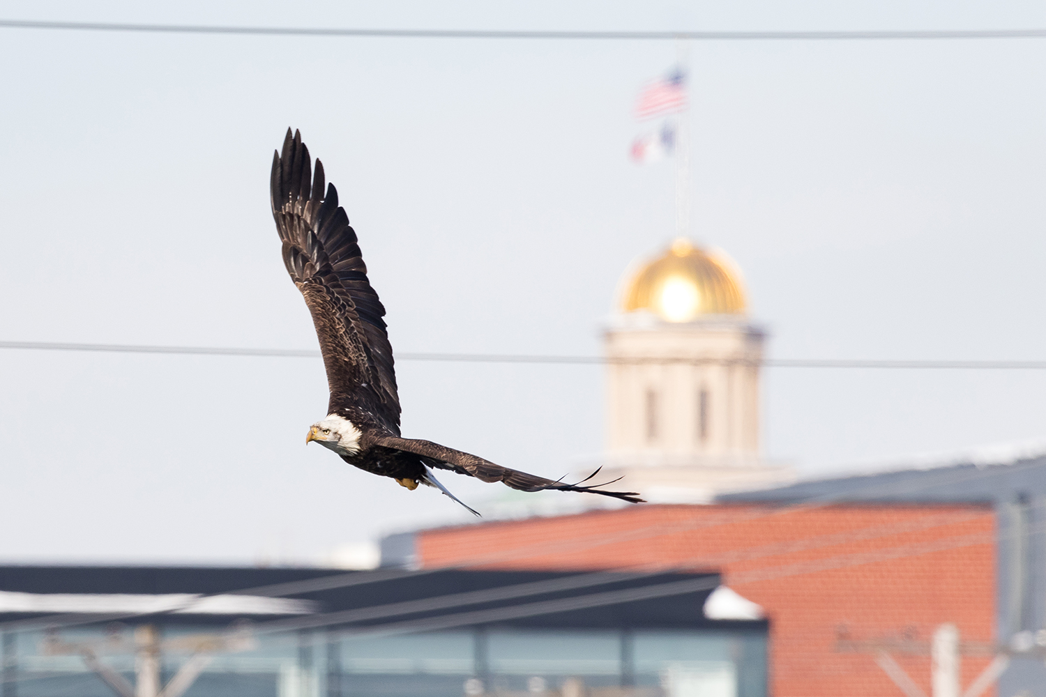  A bald eagle soars over downtown Iowa City with the Old Capitol dome in the background on Friday, Feb. 1, 2019. 