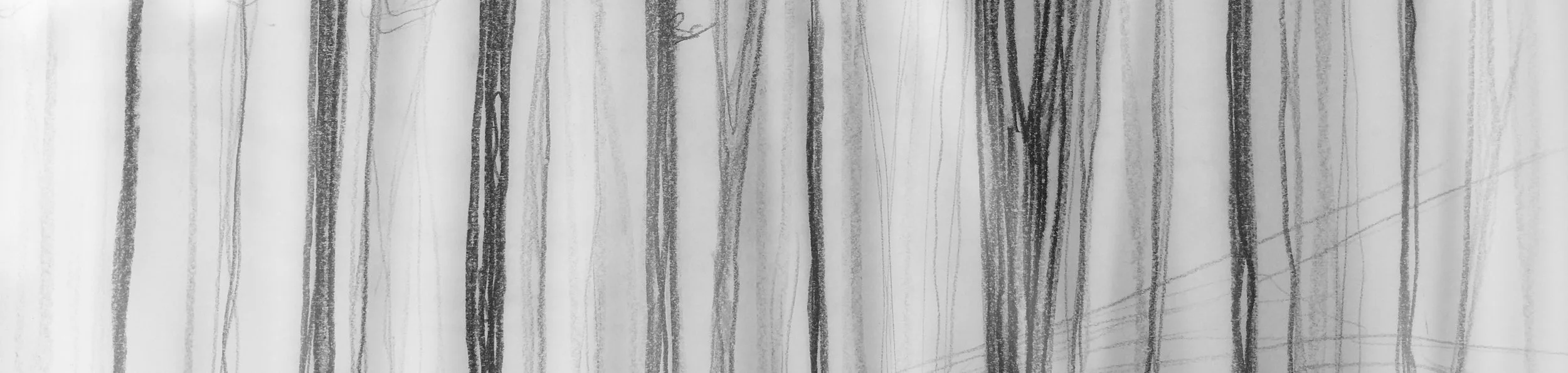fog forest.jpg