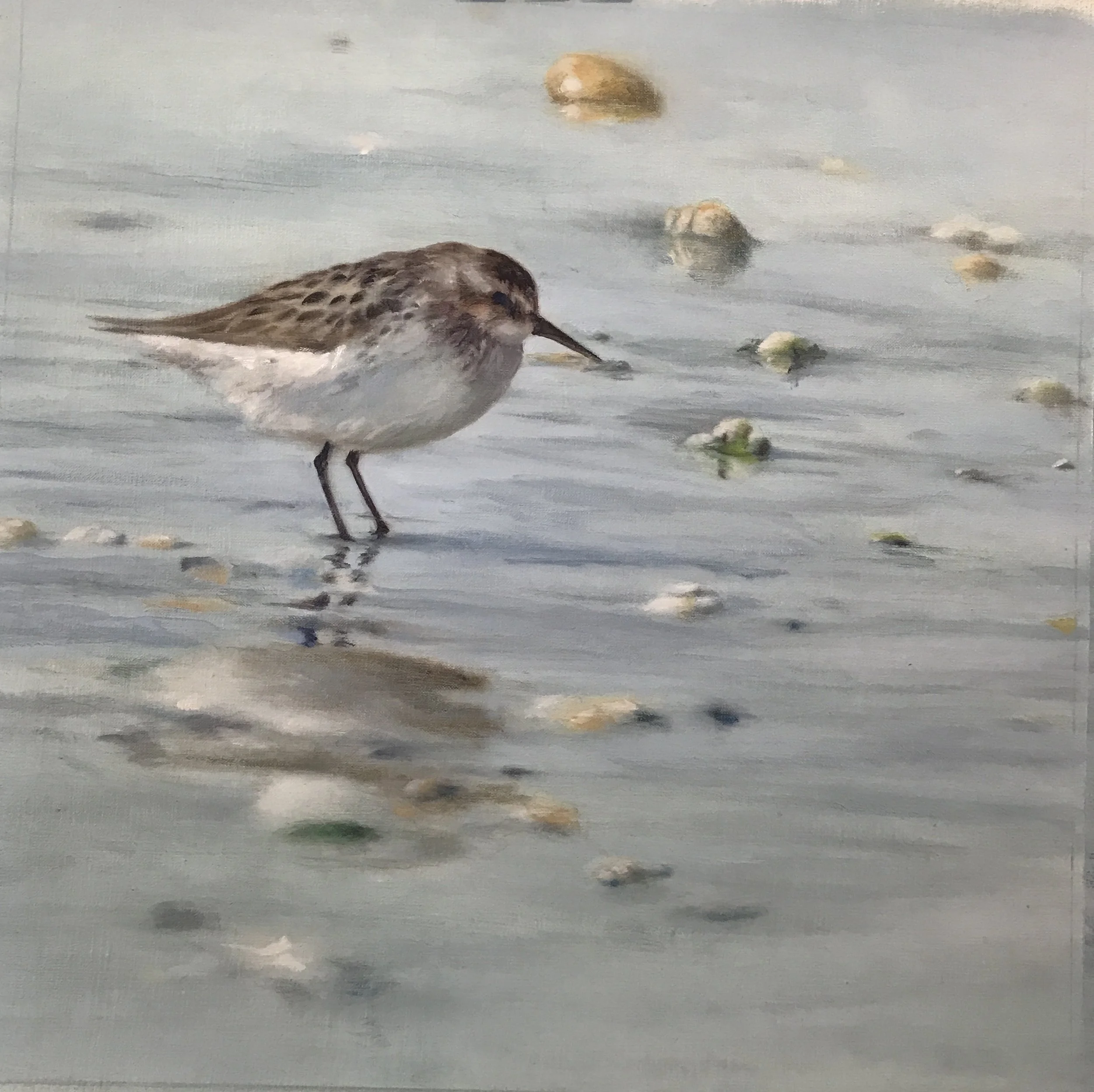 Birds-Sandpiper single.JPG