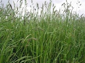 Potomac orchardgrass.jpg