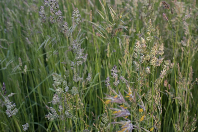 Latar Orchardgrass.jpg