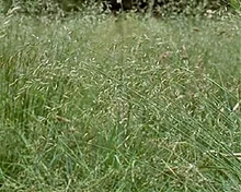 Fawn tall fescue.jpg