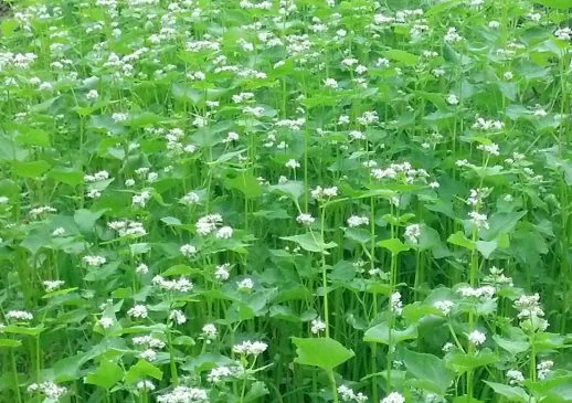 buckwheat.jpg