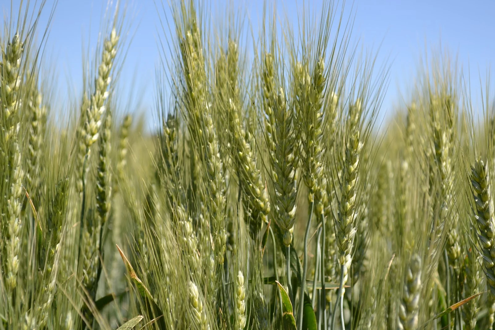 Spring Wheat.JPG