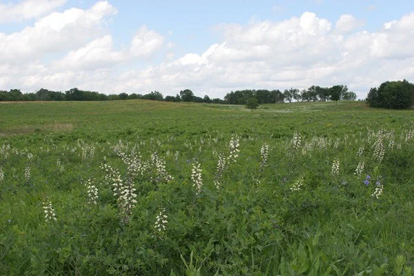 Shortgrass Prairie