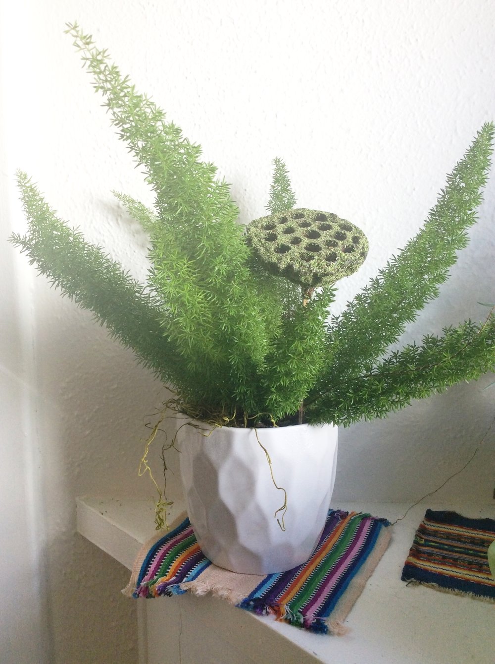 foxtail fern