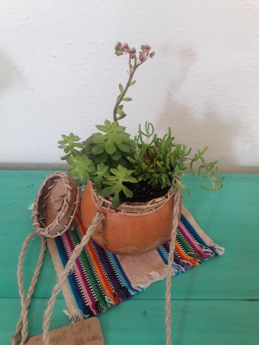 Custom Succulent Planters — Tigerlily Goods