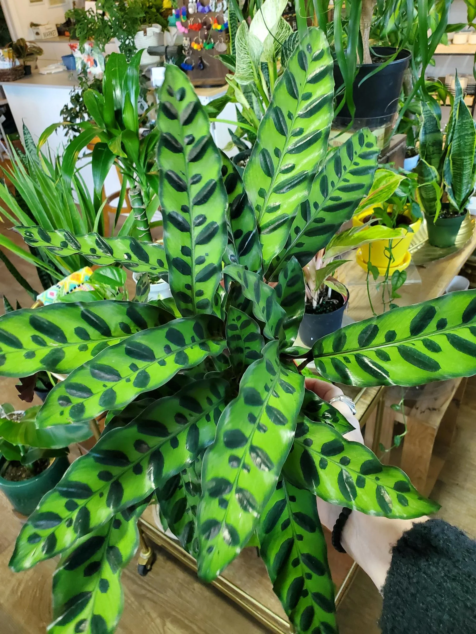 6" Rattlesnake Calathea — Tigerlily Goods