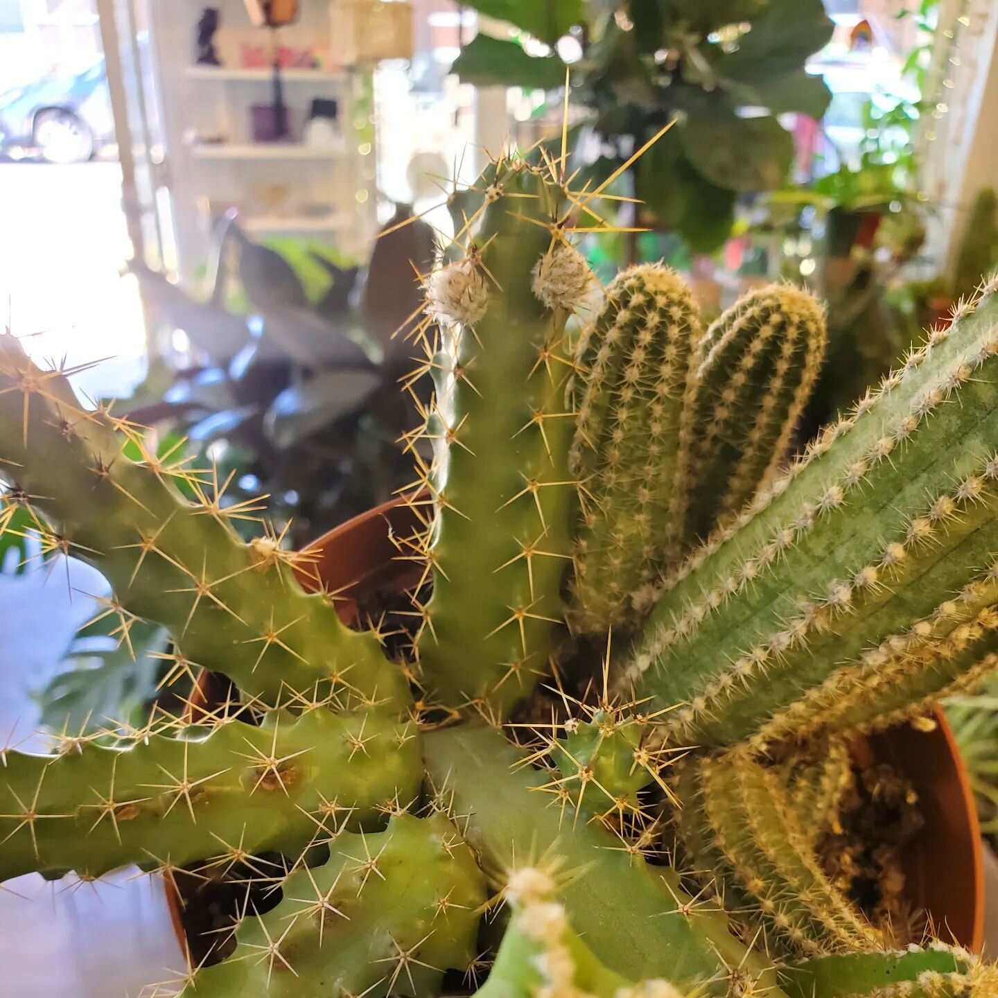 Built in googly eyes NBD 🤪

#cacticacti #cactuslover #cactus #kookycacti #desert #desertcactus #desertlife #desertplant #desertplants #desertlove #highdesert #cacti #eyes #hi #gogglyeyes #silly #lookachu #plants #houseplants #plantsofinstagram #inst