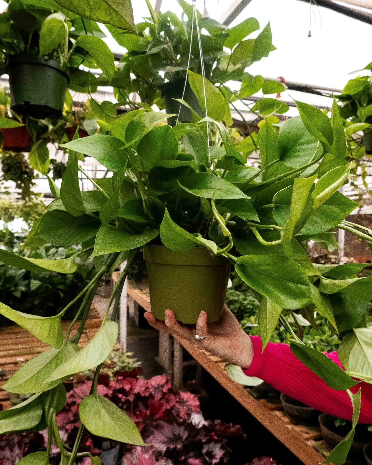 Beat the weather today and come snag some gorgeous beauties to fawn over while you're snowed in tomorrow! 
Did you know that pothos are one of the easiest plants to grow? They're remarkably resilient and can grow in all types of conditions. Like most