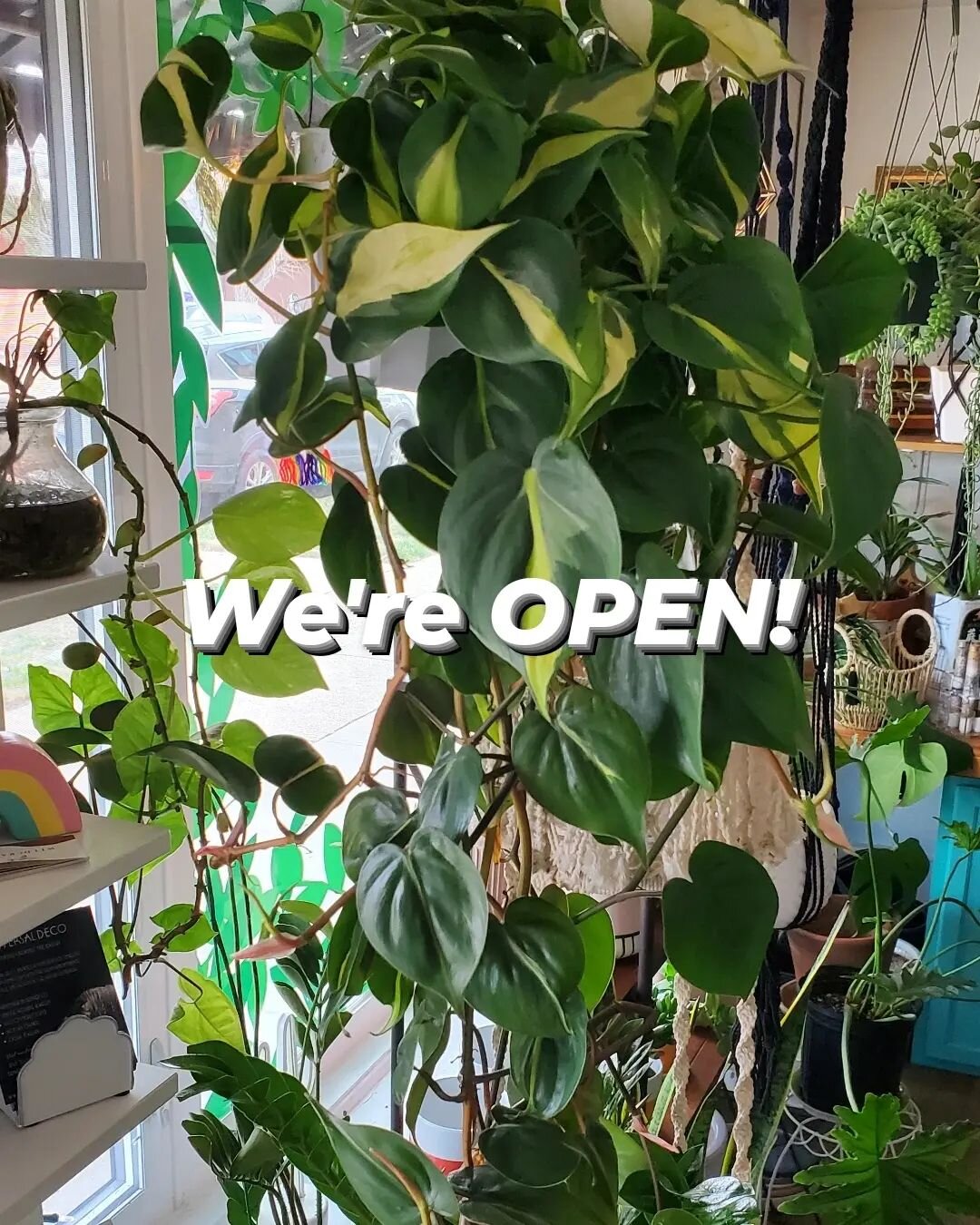 That was a fun little storm, eh? ⛄️ 
Now back to our regularly scheduled program...

Come see what plants are hanging around looking for sweet new homes, we got two deliveries last week and tons of new plant babies. Whats on your wishlist? 💚

#philo