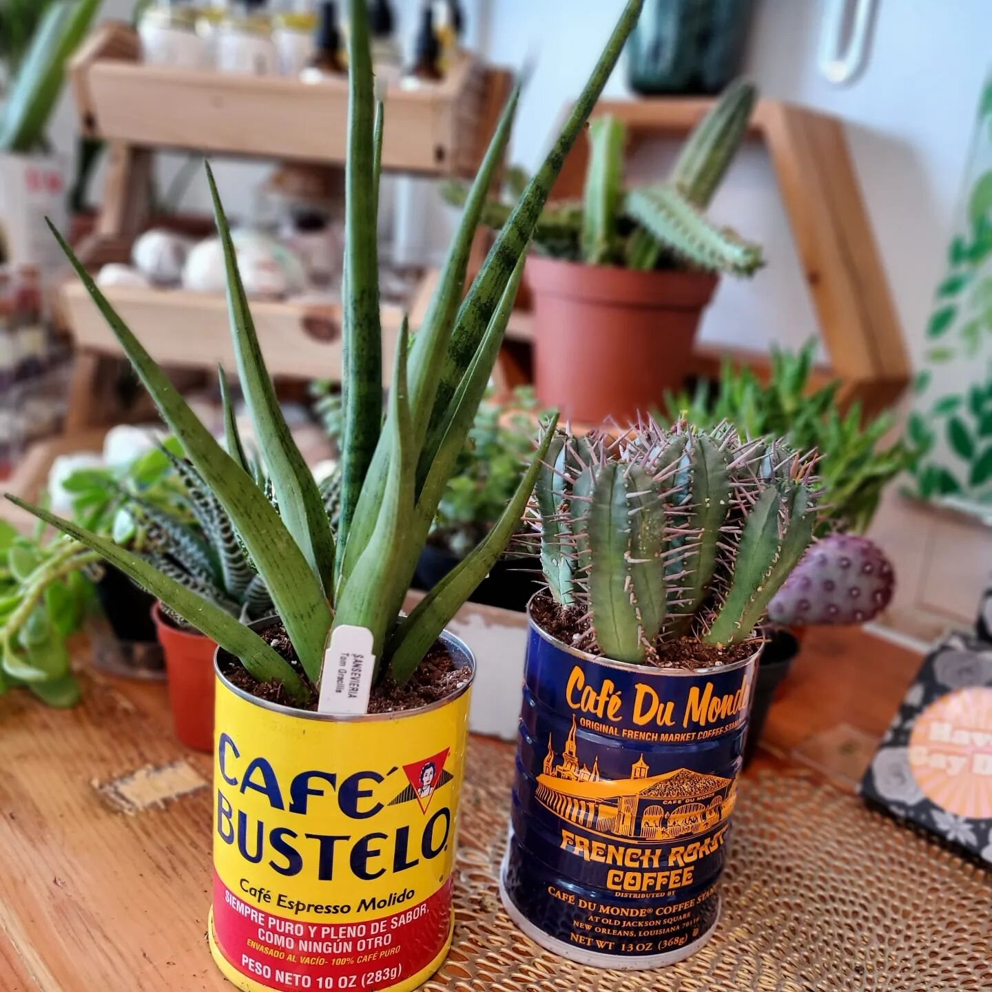 Don't toss those cool coffee tins, upcycle them as fun planters! I use a can opener to get rid of the inner lip on Bustelo cans and you can easily drill holes in the bottom for drainage or use an old school church key to poke cute triangle shaped hol