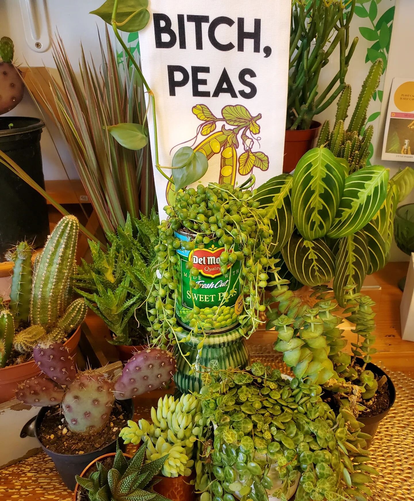Pass the peas 😘 

#stringofpearls #stringoftears #stringofturtles #strings #stringsofthings #peas #tins #eatyourveggies #thesearethejokespeople #cute #instacute #instaplants #houseplantsofinstagram #plantoftheday #houseplants #plantshop #plantshops 