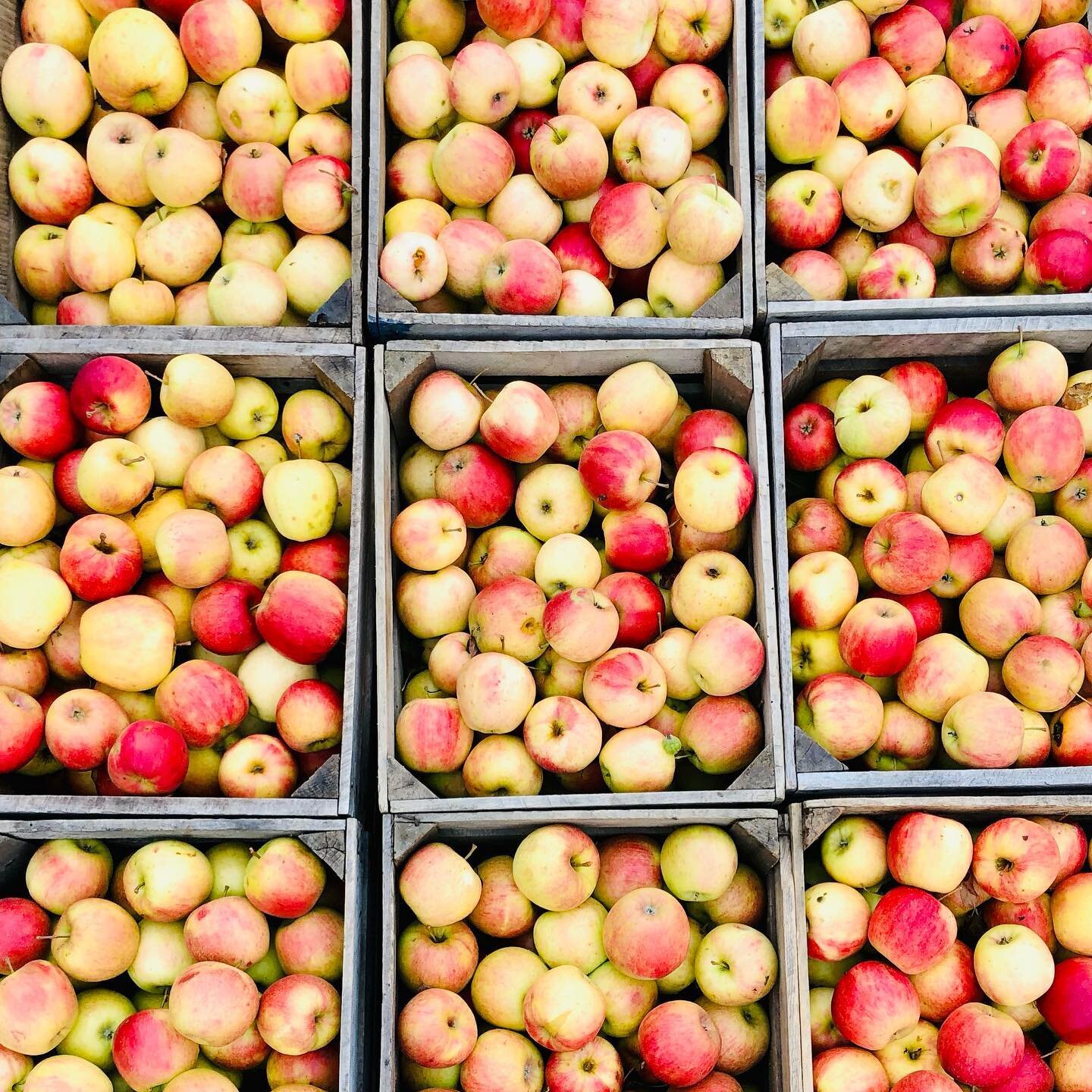 It&rsquo;s peak Apple season at the Castile Cider Mill! Varieties include: Cortland, Mac, 20 oz, Honeycrisp, Snapdragon, Macoun, Northern Spy, Jonagold, Crispin, Golden Delicious, Red Delicious, and Granny Smith. Stop in while we still have your favo