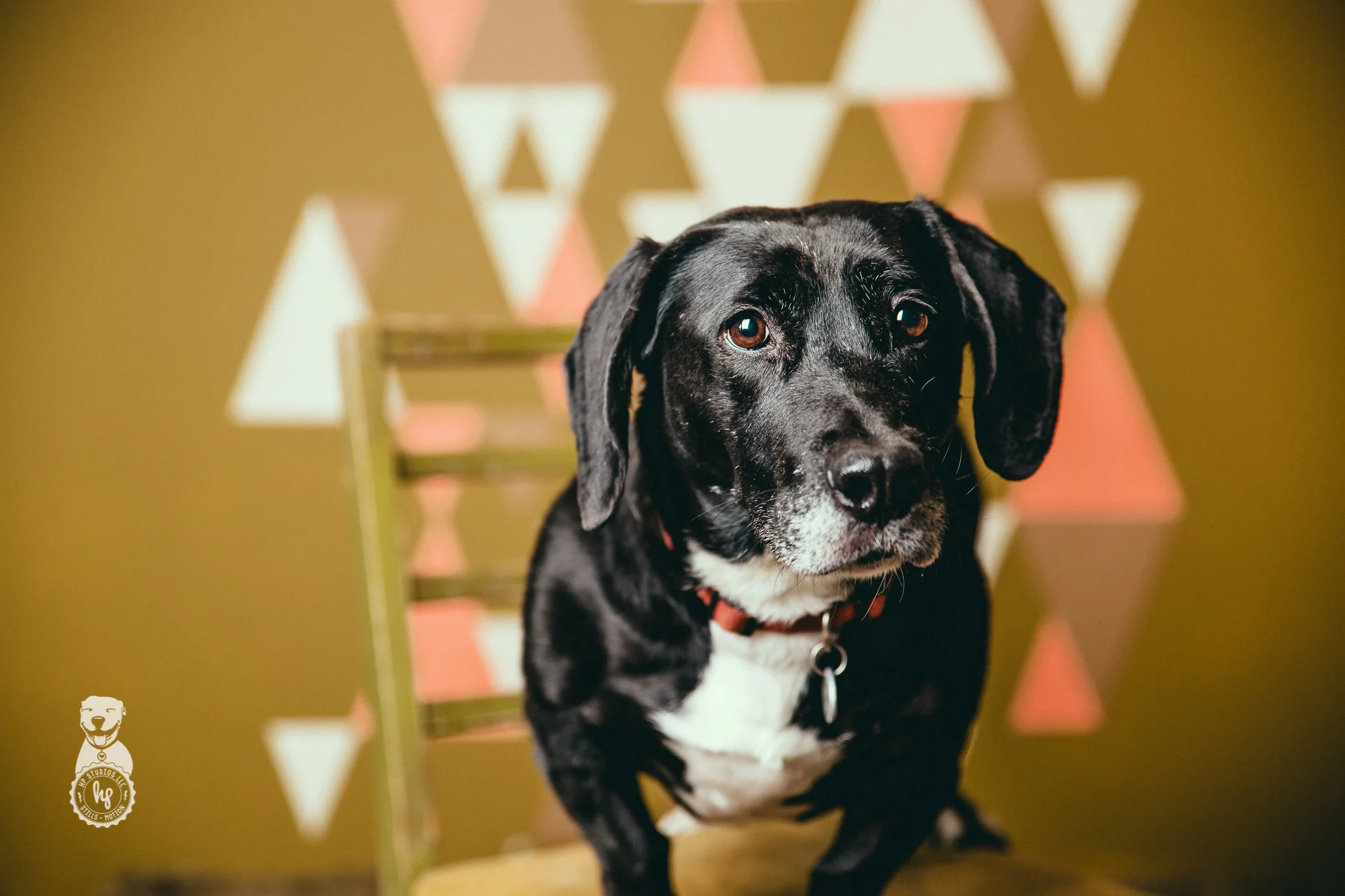 a family dogs new life