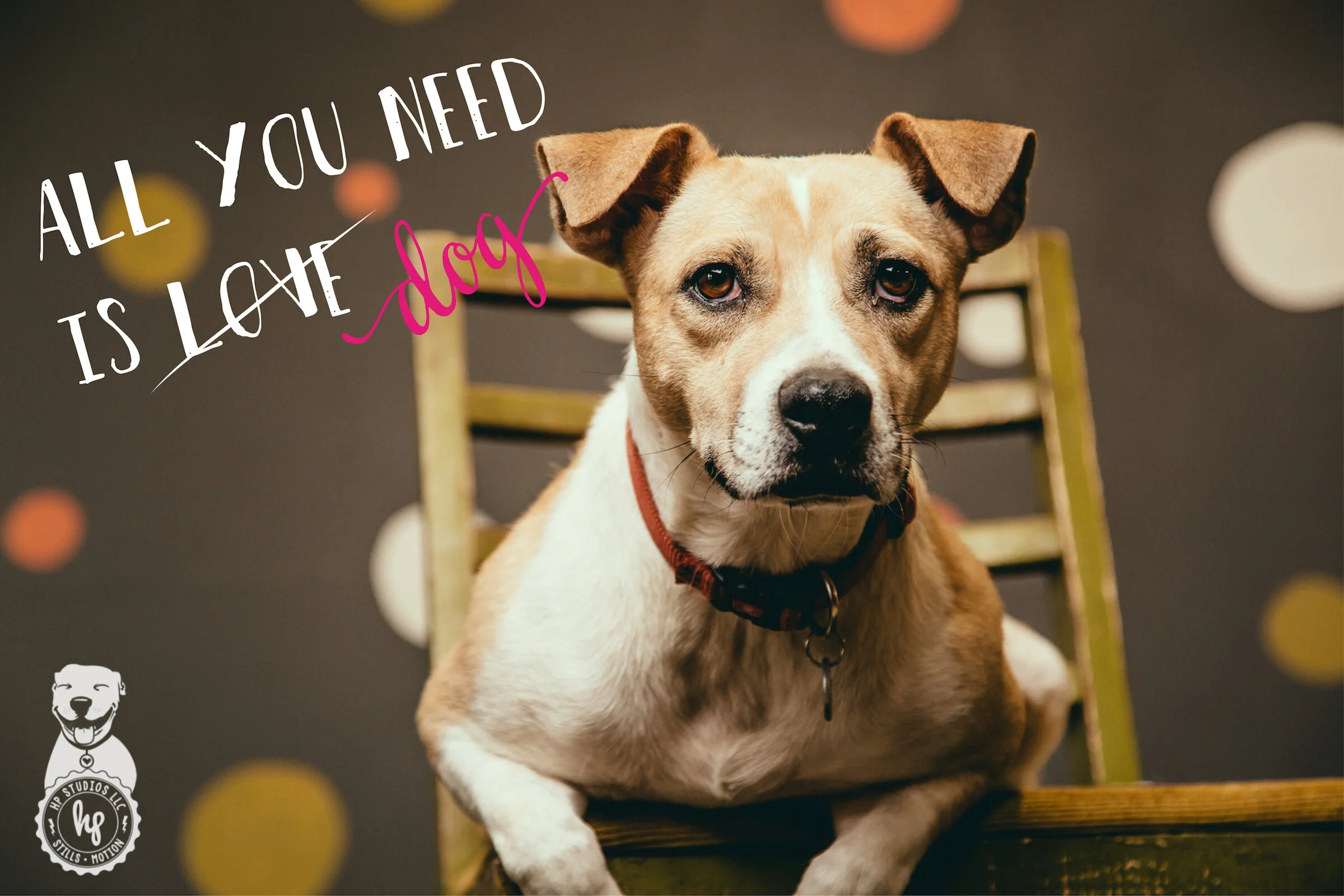 a family dogs new life