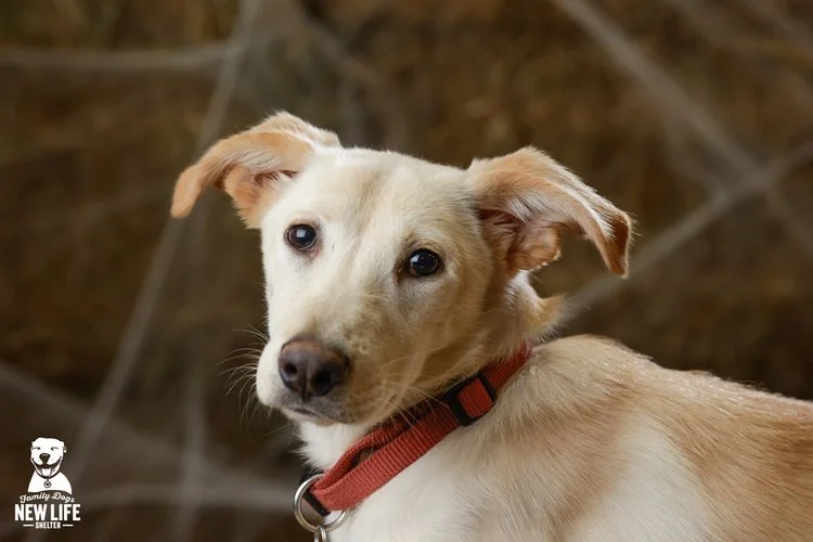 Happy Endings Family Dogs New Life Shelter