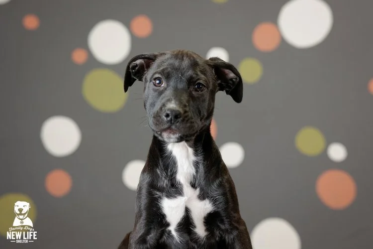 Happy Endings Family Dogs New Life Shelter