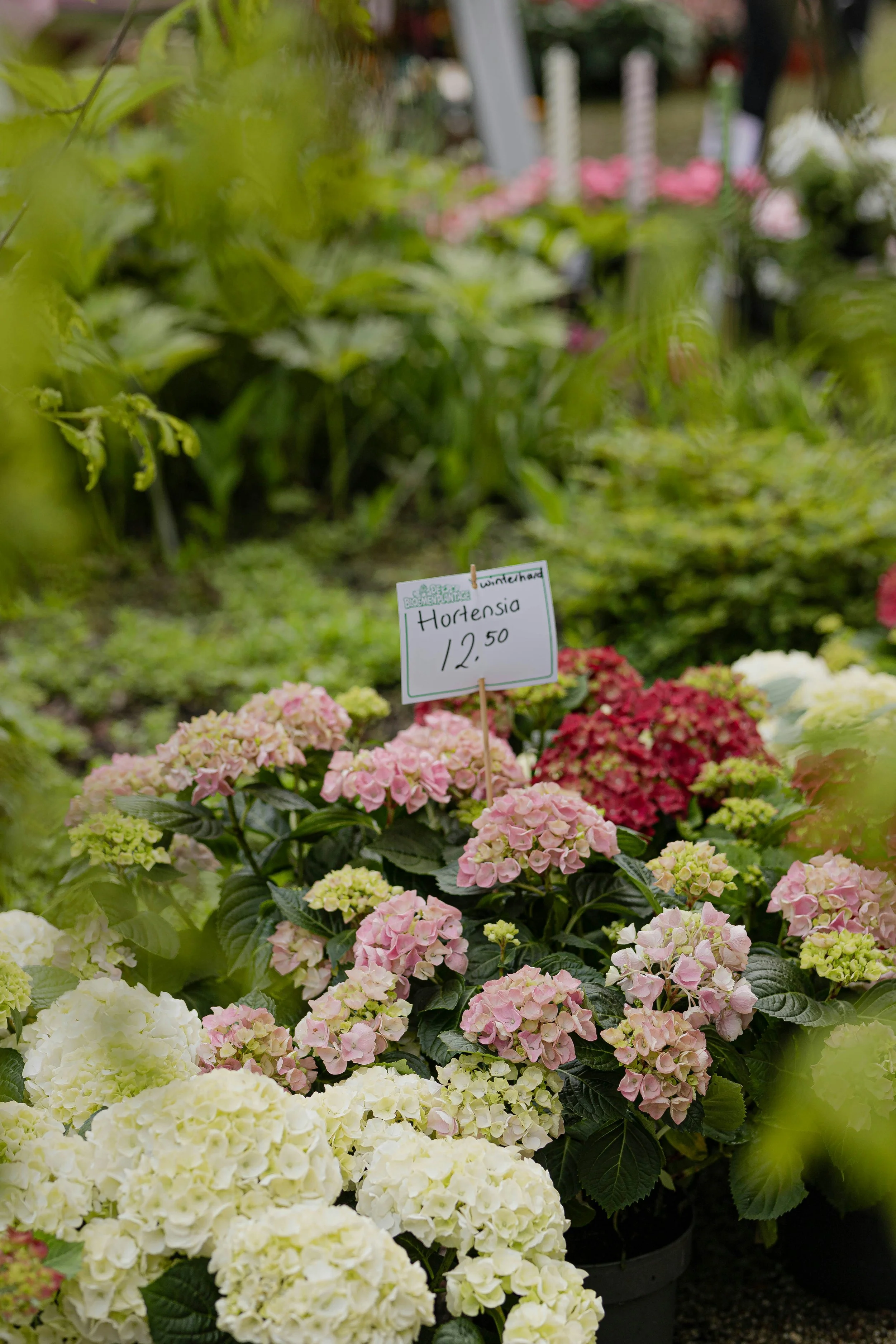 St. Pete Plant Collective Plant Sale at FPC