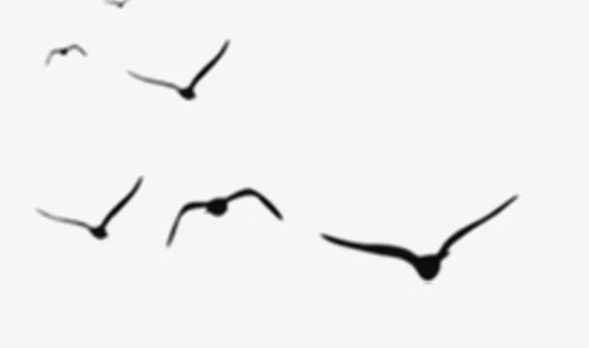 Birds.jpeg