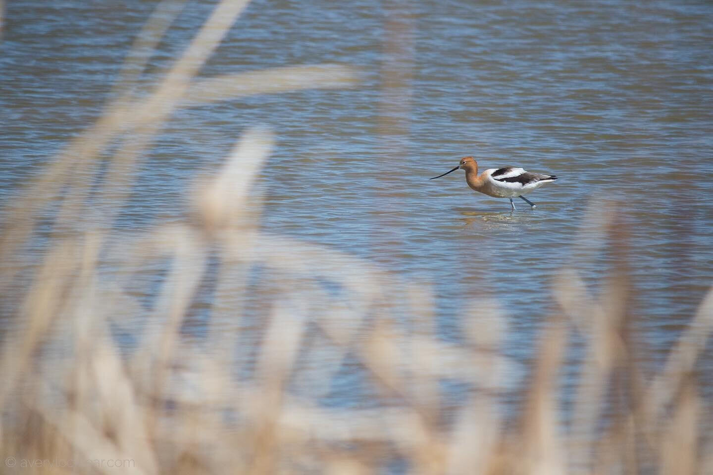 An American avocet in breeding plumage. Such a sophisticated shorebird. I&rsquo;ve only seen one other avocet on the east coast in nonbreeding plumage. The dramatic wardrobe change is sure to turn heads. | &copy;@averylocklearphoto &bull; Montana; US