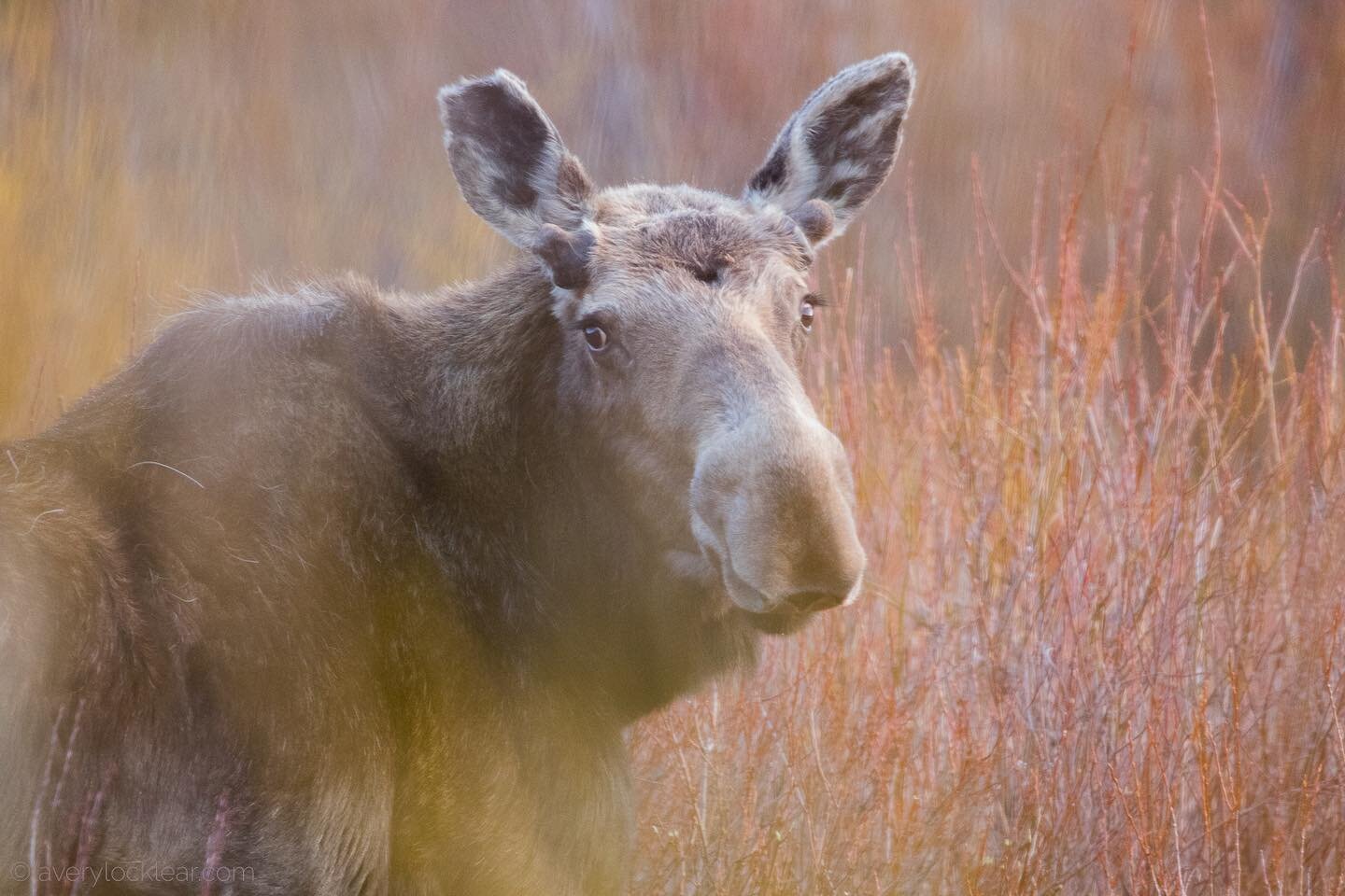 If I&rsquo;m not taking pictures of birds, then it&rsquo;s probably moose! Caught this youngin&rsquo; through some willows and brush. His new antlers are starting to come through. According to U.S. Fish and Wildlife, moose can grow as much as one pou