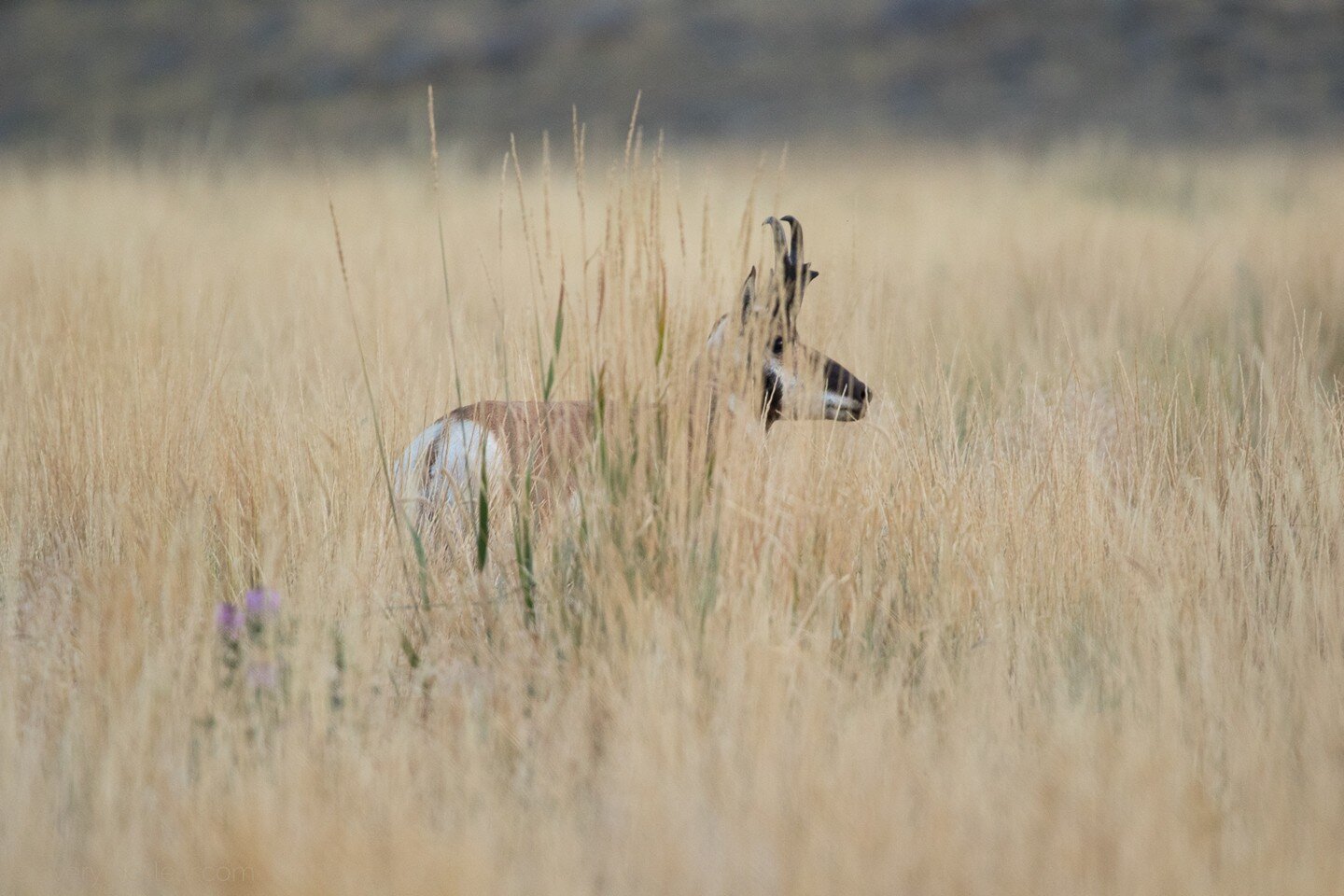 I enjoy capturing photos of an animal while representing their habitat, especially when camouflage is involved. I'm loving this recent photo of a pronghorn camouflaging on the prairie. | &copy;@averylocklearphoto &bull; @yellowstonenps, Montana; USA