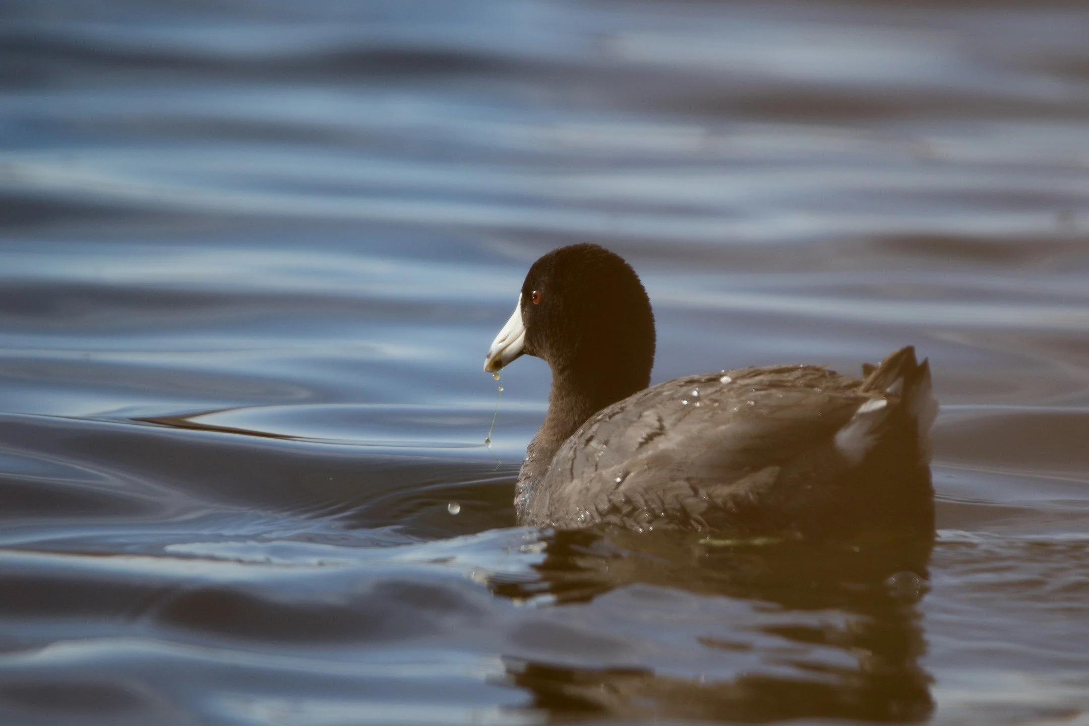 The Instagram grid has made me realize I take a lot of photos of birds. I found some western grebes but didn't come back with the photos I wanted...yet. Here's an American coot instead! With...slobber?
&copy;@averylocklearphoto &bull; Montana; USA