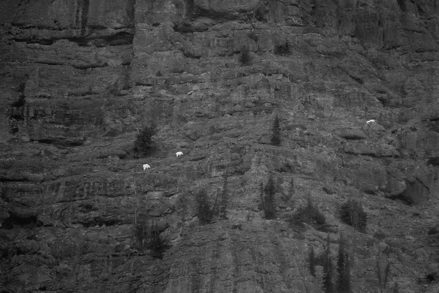 Three little white spots on a sheer rocky mountain face&hellip;precipitous mountain goats! 
They&rsquo;re a nonnative species in Yellowstone, introduced to surrounding mountain ranges in the 1940s. They now have a significant population in the northe