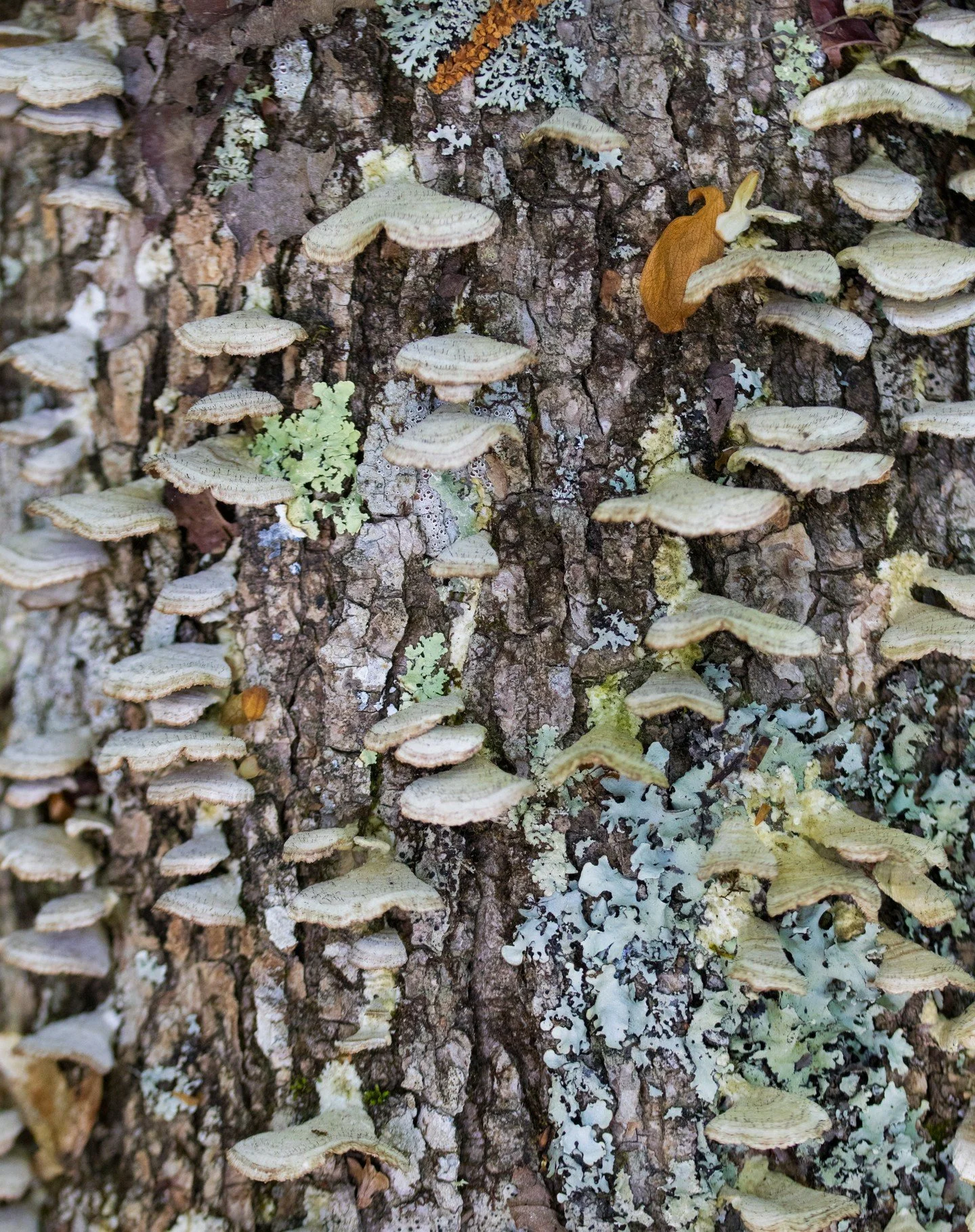 More from the understory. Clam fungi and lichen friends.
&copy;@averylocklearphoto &bull; North Carolina; USA