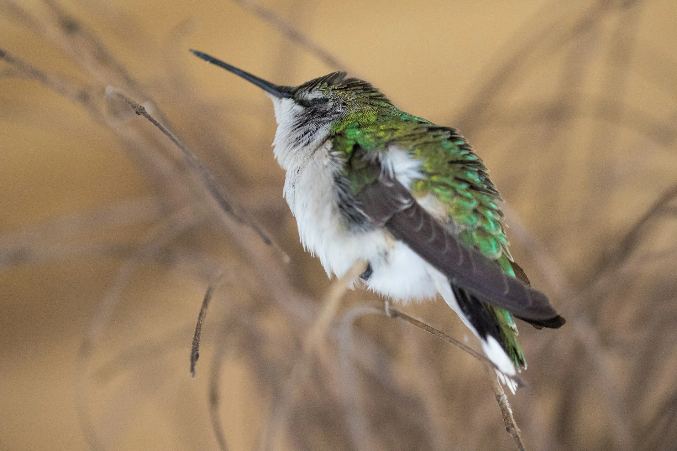 This little ruby-throated hummingbird found its way into a lavender shop. Unsure if it was stunned and tired or cold and wet, it rested on this decorative branch for a while. It eventually opened its eyes, found its way back out, and flitted off with
