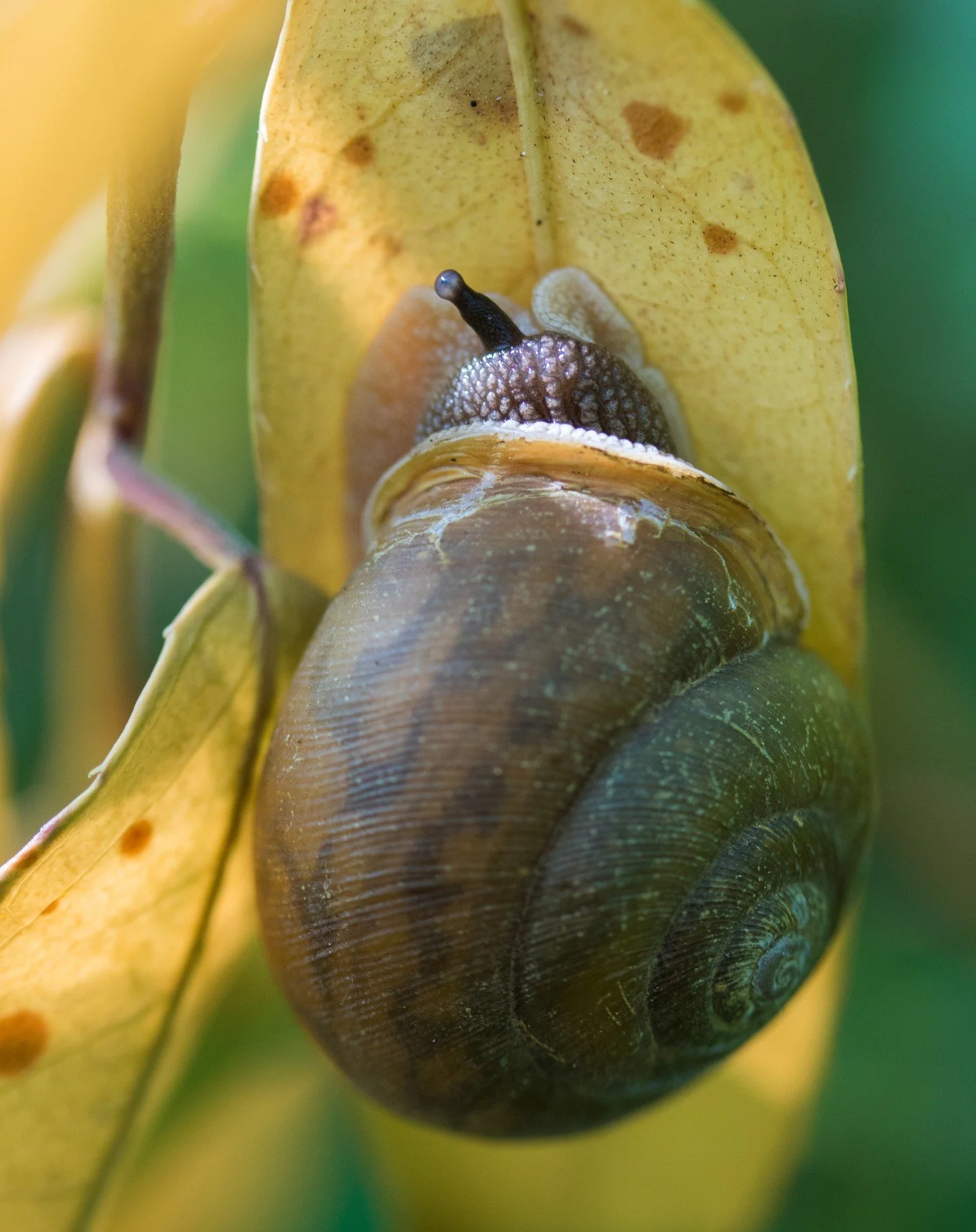 I somehow spotted this quite large snail, larger than a quarter, on the underside of a leafy branch. When I gently touched the leaf to get a photo for scale, this little guy popped out one eye to check things out. A little creature, well hidden in th