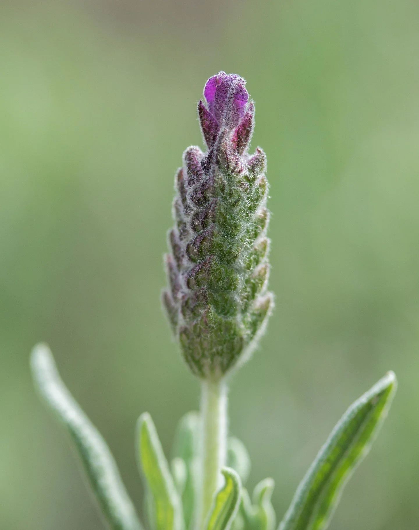 Still getting through photos from April, that's how busy I am! 
Here is a lavender flower beginning to show its colors at a lavender farm in North Carolina. Lavender belongs to the mint/sage family of Lamiaceae.
&copy;@averylocklearphoto &bull; North