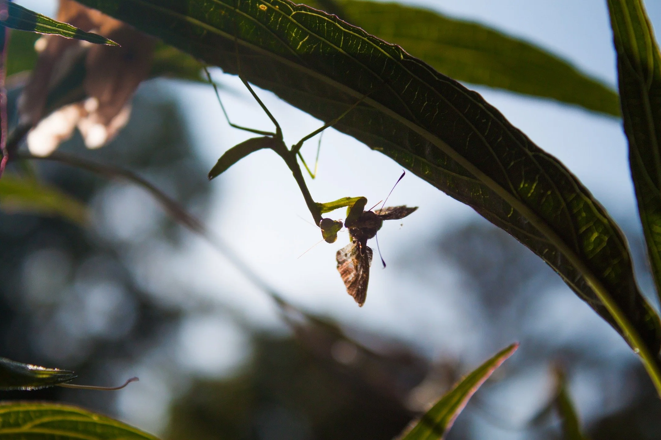I've just added lots of photos to my website, much needed updates with more to come. Check it out at the link in my bio!
During this process I have realized that I have THOUSANDS of share-worthy photos I've never even processed, and some I probably h