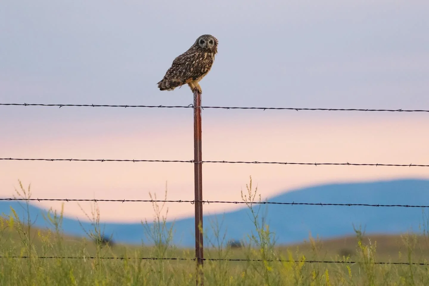 Back in April I shared a common nighthawk on the prairie grassland of central Montana, taken last year. Nearly an hour after that visit, I spotted this short-eared owl with cows in the distance. It stayed on this post, all while a quick u-turn was be