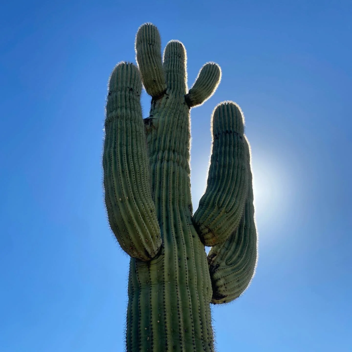 🌵 I hope I have the opportunity to revisit Arizona someday soon - with my real camera! 

#iphoneography