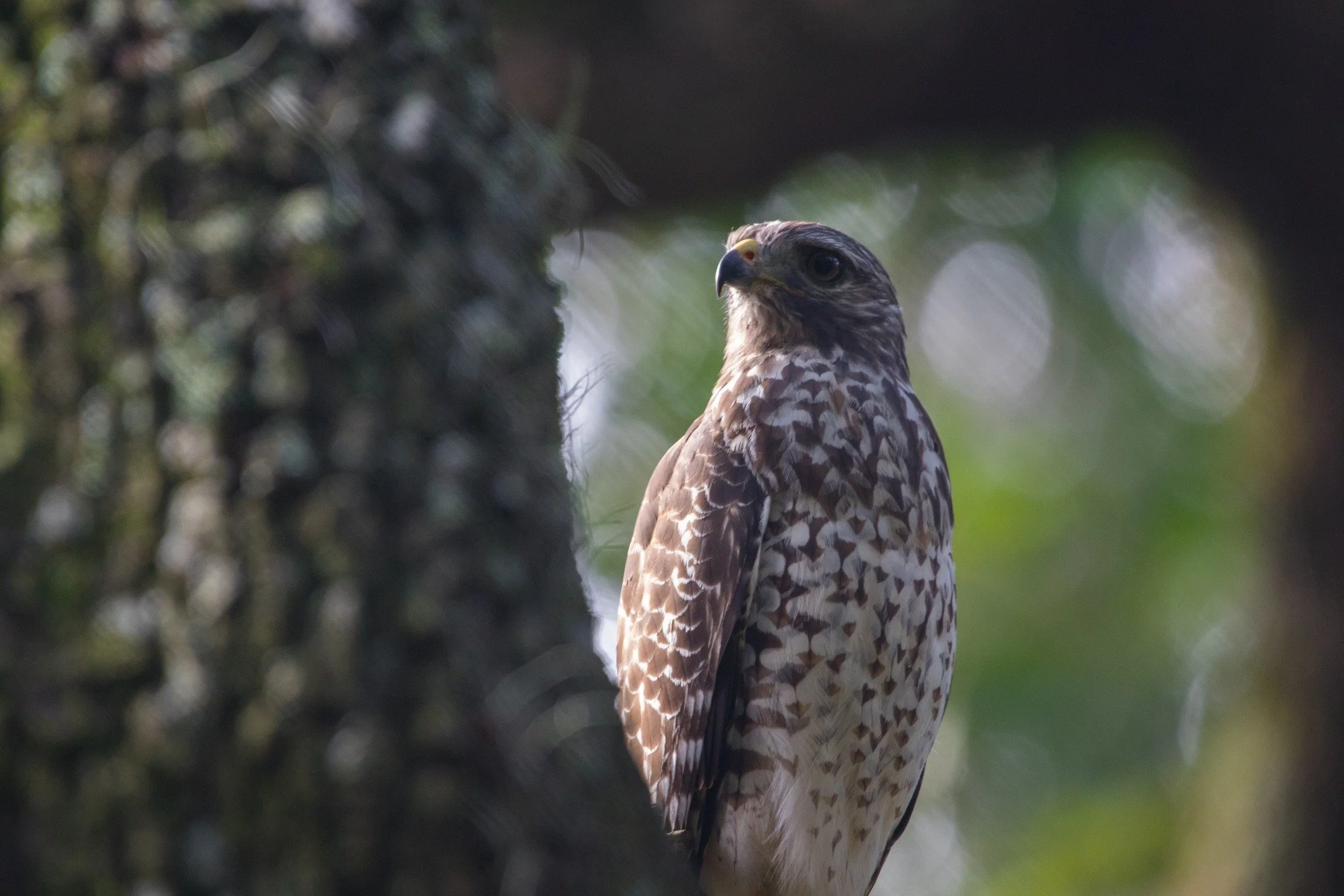 The barred chest of this juvenile red-shouldered hawk really blended with the sun dancing through the tree leaves when looking from below. 

&copy; @averylocklearphoto &bull; Florida; USA