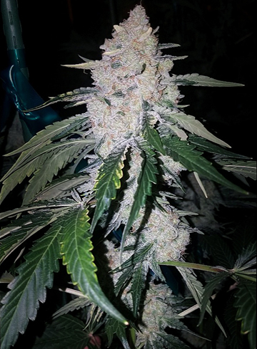 ETHOS Original - Zweet Inzanity
