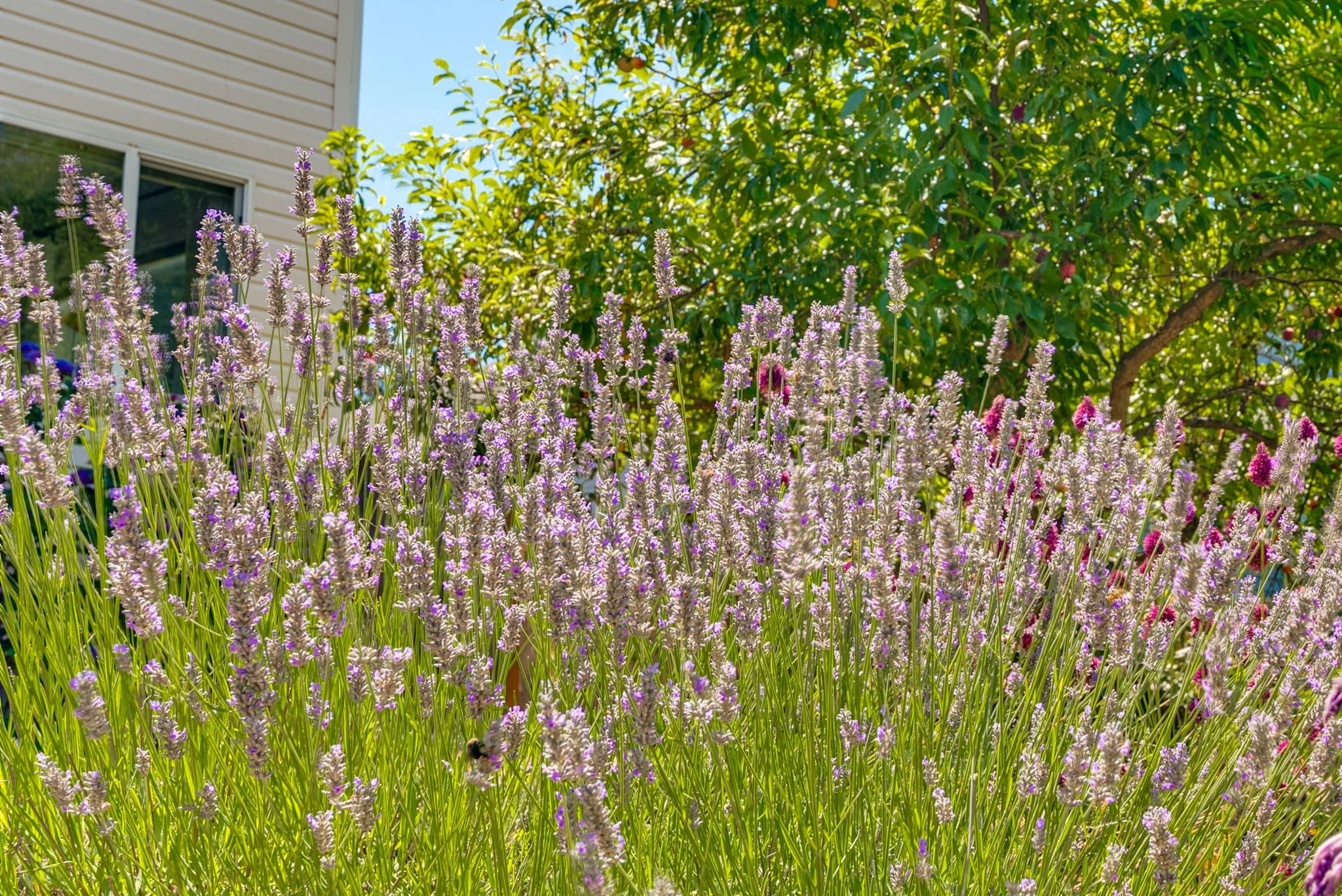 79-web-or-mls-6028-se-gladstone-st.jpg