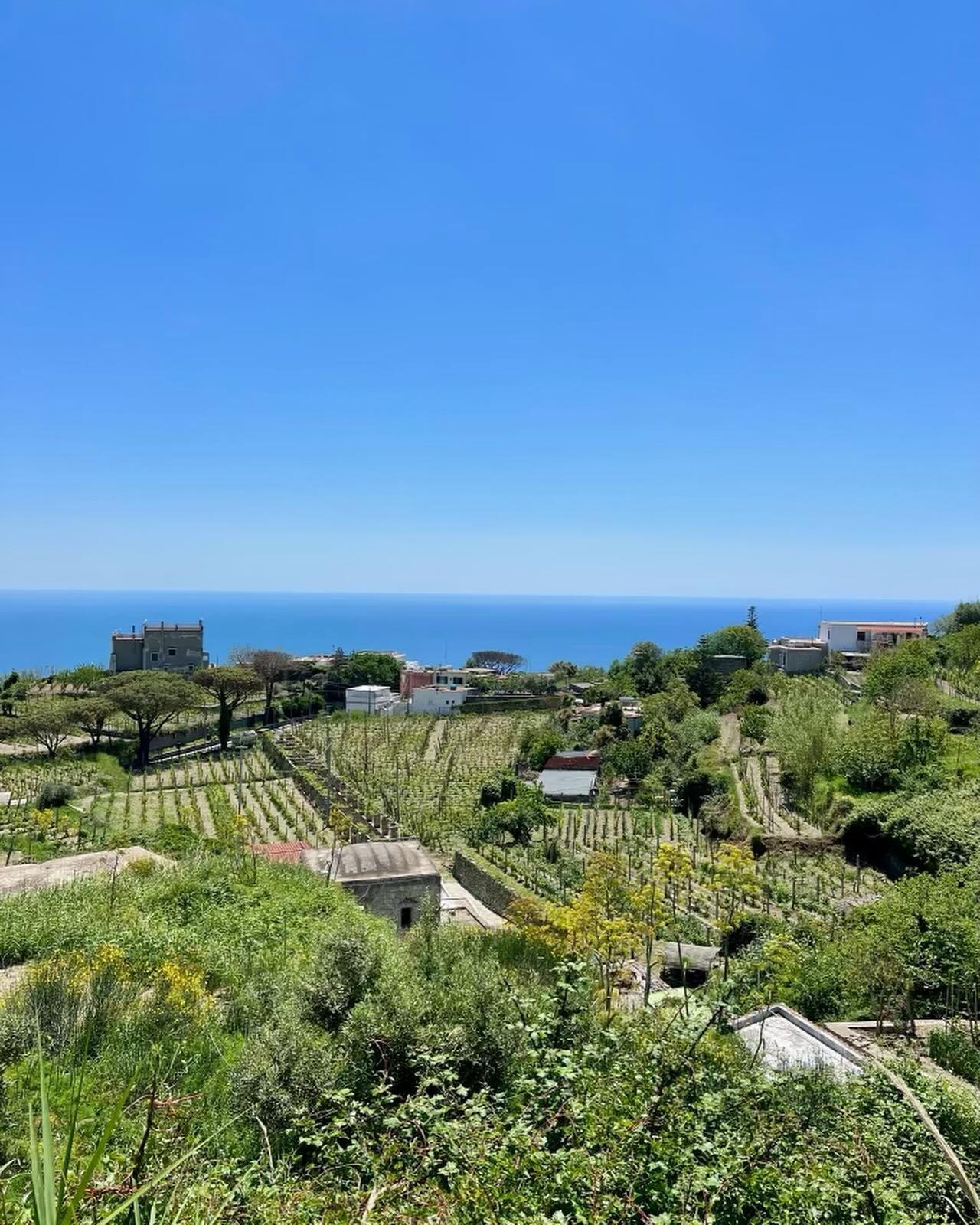 We were welcomed to this enchanting island by a dinner with Federica, Pasquale and their two sons Matteo and Giovanni. Matteo is moving to Miami next week to be senior pizzaiolo at Pommarola. 

Their winemaking is a whole island affair. The largest s