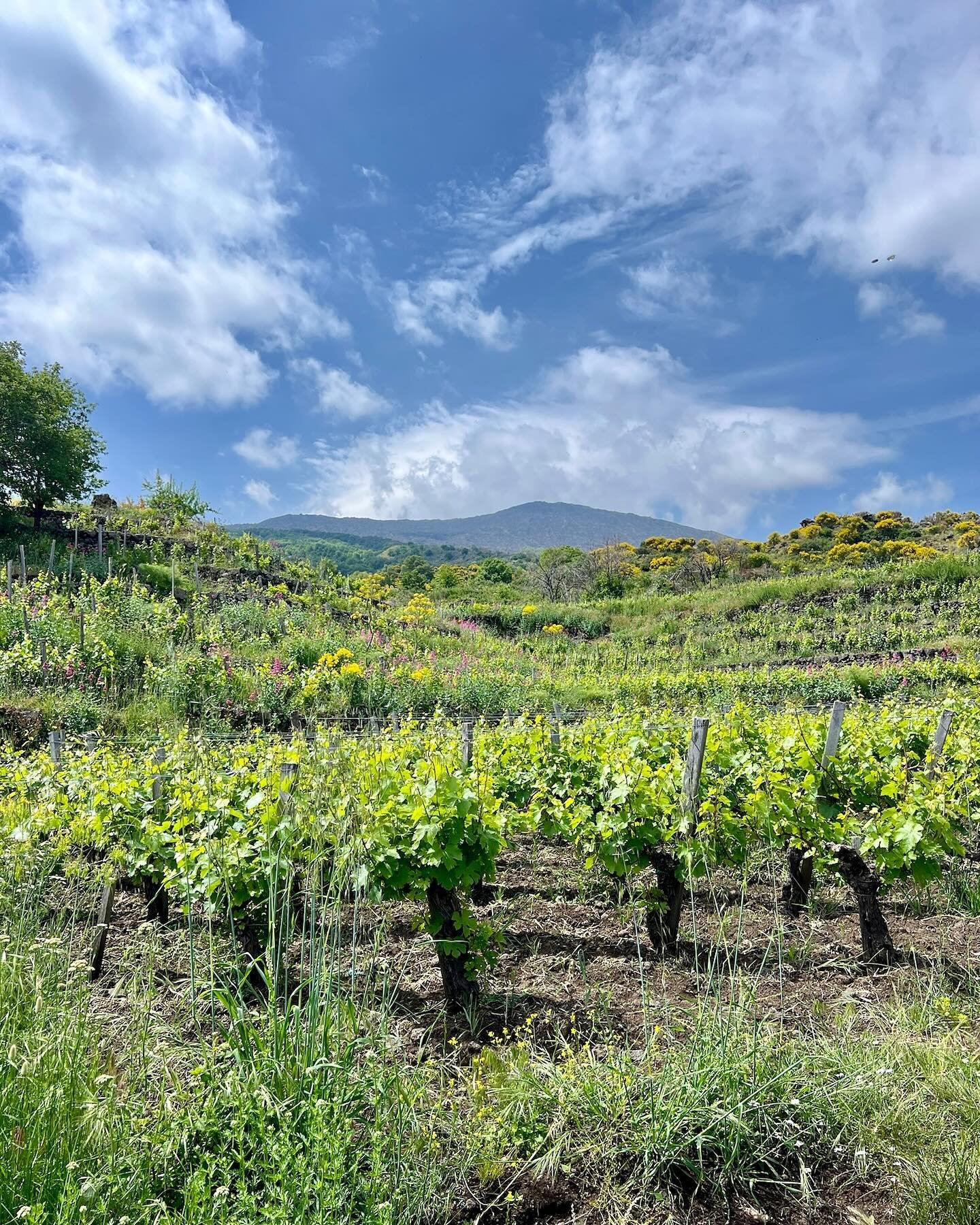 A snow covered Mt Etna greeted us at the Catania airport. We spent the next hour and a half moving quickly up the side of the western flank to get to the vineyards on the north slope where the magic of Nerello Mascalese unfolds. These are high mounta