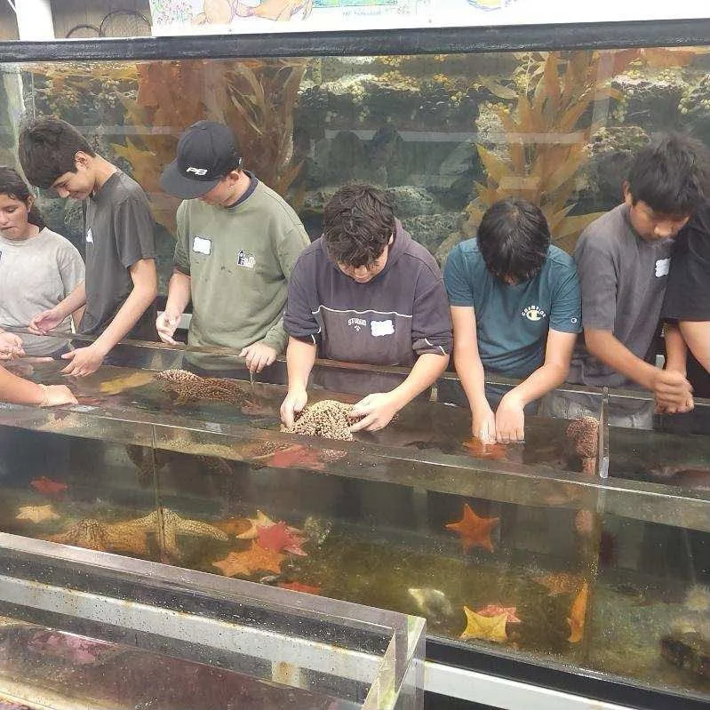 Students explore sea stars and other marine life in an aquarium touch tank.
