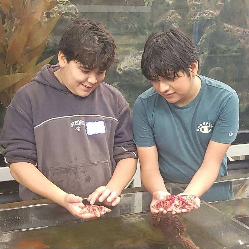 Two students gently hold sea stars over an aquarium touch tank.